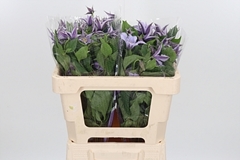 Clematis Star River 50cm 4