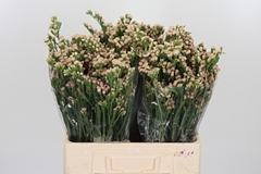 Lim S Lucia Apricot+ 60cm 75gram