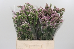 Lim S Lucia Pink 60cm 75gram