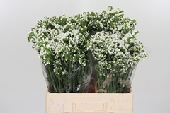 Lim S Olga White 60cm 75gram