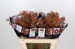 Rosa Aut Rosefruits