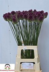 Allium Sphaerocephal
