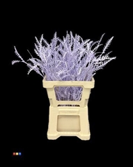 Grevillea Ivanhoe Light Milka