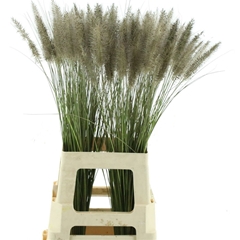 Pennisetum Other 75cm