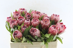 Protea Pink Ice 50cm