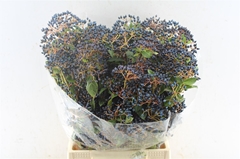 Viburnum Met Bes Bunch 50cm