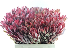 Leucad Jester 60cm