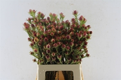 Leucad Jubilee Crown 60cm