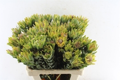 Leucad Nervosum 60cm