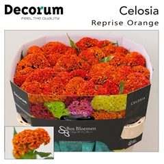 Cel C Reprise Orange 72cm