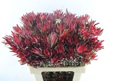 Leucad Sal Blush 60cm