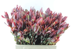 Leucad Senorita 60cm