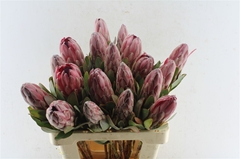 Protea Sharonet 60cm