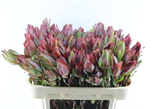 Leucad Senorita 70cm