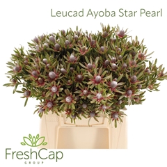 Leucad Ayoba St Pear 40cm