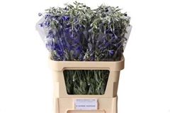 Delph En Volkerfried 80cm 34