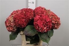 Hydr M Roy Anasta Cl 65cm 18cm Ø