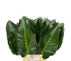 Philod Red Beauty 60cm