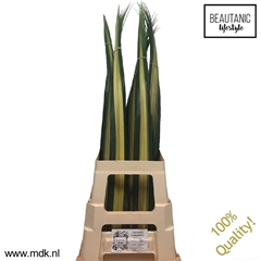 Pandanus (BLAD) 100cm
