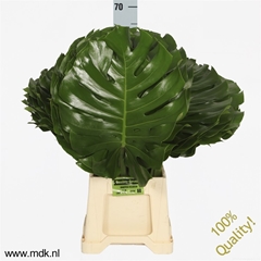 Monstera Blad..groot 70cm