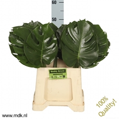 Monstera Blad..groot 55cm