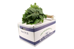 Gaultheria Shall Bs 45cm 250gram