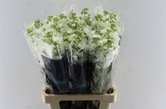 Matth Iron White 70cm