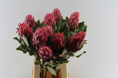 Protea Red Rex 70cm