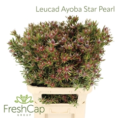 Leucad Ayoba St Pear 80cm