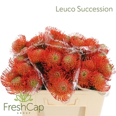 Leuco Co Succession 50cm