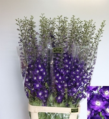 Delph El Elm Freude 120cm 23