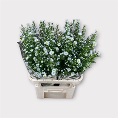 Ast Monte Casino Imp 85cm 25gram