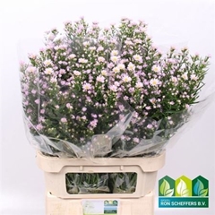Ast Claudia 90cm 40gram
