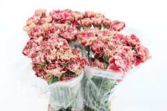 Di St Merlet Crimson 70cm 23