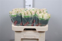 R Gr Pink Athena 60cm