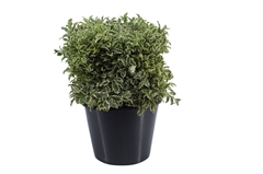 Pittosporum P Bunch 50cm