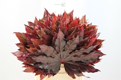 Fatsia Jap Klb H% 40cm
