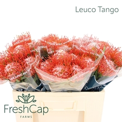 Leuco Co Tango 50cm