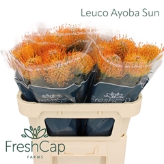 Leuco Ayoba Sun 70cm