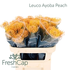 Leuco Ayoba Peach 70cm