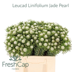 Leucad L Jad Pe Vert 45cm
