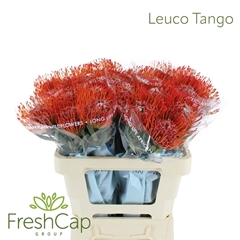 Leuco Co Tango 60cm