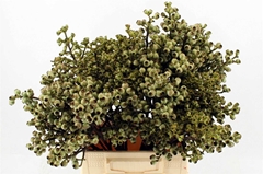 Eucalyptus Met Bes 40cm