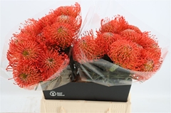 Leuco Co Succession 50cm 10gram