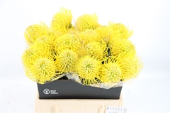 Leuco Ayoba Yellow 40cm 10gram