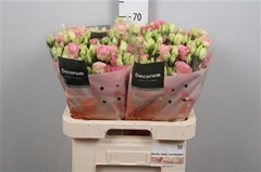 Eus G Rosi Champagne 70cm