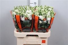 Eust G Rosita White 70cm