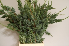 Juni Sq Meyeri Bs 55cm