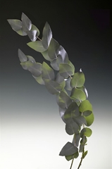 Euca Cinerea P Bunch 50cm