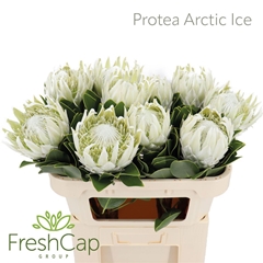 Protea Cy Arctic Ice 70cm